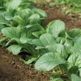 Kako uzgajati spanać na otvorenom polju i u stakleniku